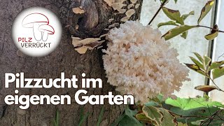 Pilzzucht im eigenen Garten Hält der Ästige Stachelbart was er verspricht [upl. by Glialentn]