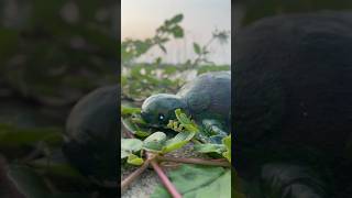 OMG 😱Avocado Tortoise 🐢 trending craftideas avocado malayalam tortoise craftideas voiceover [upl. by Prescott]