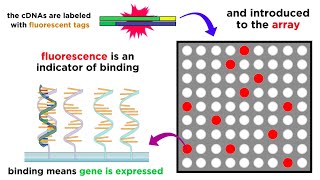 Gene Expression Analysis and DNA Microarray Assays [upl. by Ciro582]