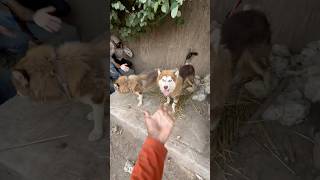 Husky dog kay babies aa gay dog [upl. by Hijoung]