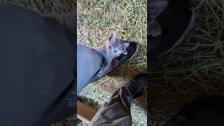 Cute kitten tries to climb up my leg cute shorts adorable orable Farmlife [upl. by Uyr]