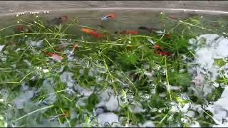 Guppies  The Guppy aquarium 🐠💕  Very colourful and livebearing freshwater fish 😍 [upl. by Stephi953]