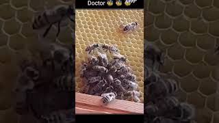 The Doctor Bees are Trying To Save Their Queen What A moment bee honeybee doctor safety viral [upl. by Haleak]