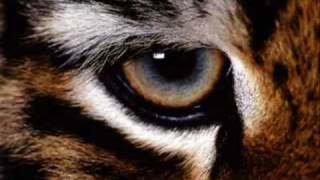 Eye of the Tiger Techno Remix [upl. by Claretta]