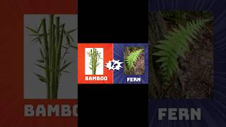 Efforts are waste   Bamboo Vs Fern  Afrin Speaks  shortsfeed growth [upl. by Lecram742]