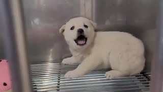 Scared Puppy Crying Continuously for 4 Days In The Vet amp Miraculous Change After Being Cuddled [upl. by Alyat]