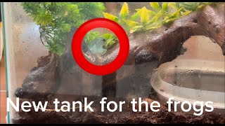 Setting up a NEW TANK for the FROGS [upl. by Maurene]