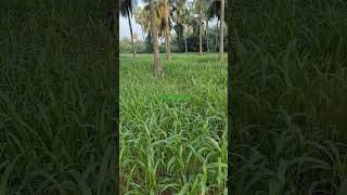 Grazing grass grass fodder stressfreegrazing agriculture coconut [upl. by Nossyla]