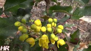 ⟹ MAHONIA  Mahonia aquifolium  Its flowering [upl. by Eelhsa995]