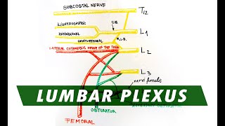 Anatomy  Lumbar Plexus [upl. by Aleahc]