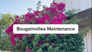 Bougainvillea Maintenance Spoiler Alert Youll Hate It [upl. by Pass]