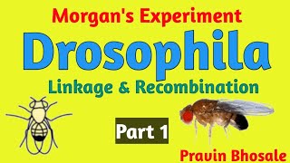 Morgans Experiment  Drosophila  Cross 1  Body colour and Eye colour  Part 1  Pravin Bhosale [upl. by Lexa]