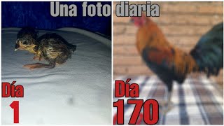 desarrollo de un gallo una foto diaria día 1 al día 170 [upl. by Devaney]