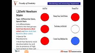 Ziehl Neelsen Stain [upl. by Noiz]