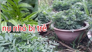 tưới phân cho hoa vạn thọ tết bị trễ cập nhật ngày 11122022 al [upl. by Brecher]