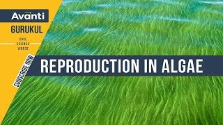 11B03  Plant Kingdom  Algae  Reproduction in Algae  Applications of Algae [upl. by Htezil]