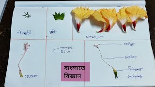 জবা ফুলের ব্যাবচ্ছেদPracticalflower dissectionparts of hibiscus flower [upl. by Saloma]