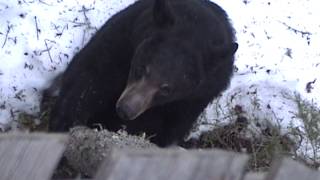 Bear climbs into hunter stand [upl. by Schott]