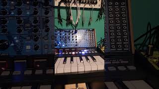 Butter Rum Bum behringerproton rolandtr6s synth cre8audio westpest behringermodeld [upl. by Marquita]