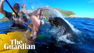 Seal slaps kayaker in the face with an octopus [upl. by Sirrap]