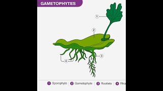 What is Gametophyte [upl. by Tijnar684]