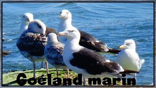 Larus marinus  Linnaeus 1758  Laridae  Goéland marin  NormandieFrance  082017 [upl. by Anerahs215]