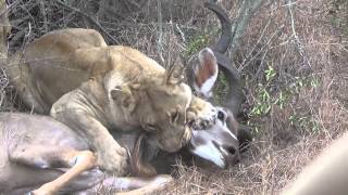 Lions chase and kill male kudu Graphic video very intense Part1 [upl. by Nimar]