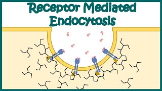 Receptor mediated endocytosis  Detailed Animation on Receptormediated Endocytosis Endocytosis [upl. by Drawe]