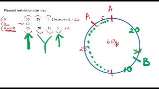 Mapping restriction sites on Plasmid DNA  tutorial 1 [upl. by Herold505]