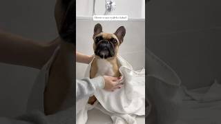 🐥Šampón je z eshopu Loypecz 🛁 dog puppy frenchie [upl. by Hgielra524]