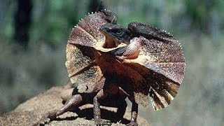 Плащеносная ящерица  Frilled Lizard Энциклопедия животных [upl. by Allianora]