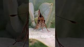 Skipper Butterfly Connecting link between Moths and Butterfly [upl. by Francesco]