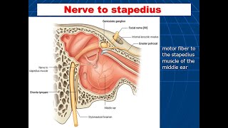 Nerve to stapedius and its supply to Stapedius muscle [upl. by Pavyer]