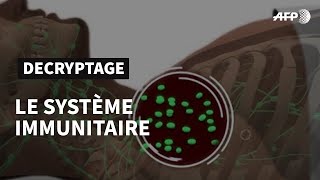 Le système immunitaire défense naturelle de lorganisme  AFP Animé [upl. by Kaliski]