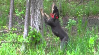 Bluetick Capone treeing [upl. by Niawd484]