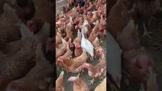 My Chicken Farm chicken farming [upl. by Fennell112]