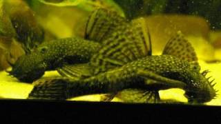 My big adult Bristlenose pleco  Antennenwelse Ancistrus 23 [upl. by Roselyn]