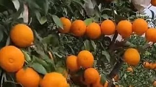 Peel And Slice The Orange 🍊🤤FruitAsmr [upl. by Ylicic]