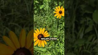 Starting a wildflower meadow from native SEEDS Pt3 gardening [upl. by Einre]