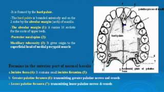 33 Norma basalis Anterior part تشريح أحمد كمال [upl. by Euqinobe]