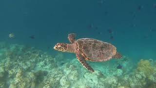 Filitheyo Island Resort Maldives [upl. by Norej840]