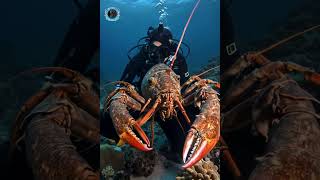 Life Beneath the Waves Secrets of the Deep OceanCreatures DeepSeaLife underwaterworld [upl. by Werda]