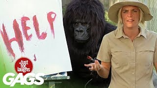 Funniest Gorilla and Mouse Pranks  Best Of Just For Laughs Gags [upl. by Way]