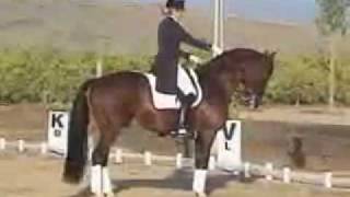 FEI Dressage Freestyle Renee Johnson riding Kamuela Dutch stallion [upl. by Ainesy]