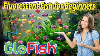 Care Guide for GloFish – Fluorescent Fish for Beginners  PLANTED TANK [upl. by Dnalrag]