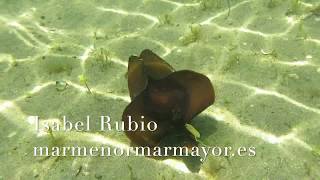 Aplysia fasciata liebre de mar en el Mar Menor marmenormarmayores [upl. by Ramey442]