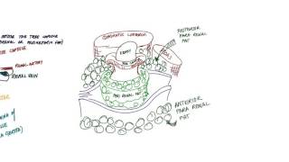 Renal Capsules in 5 mins [upl. by Haberman]