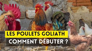 Comment Débuter lÉlevage de Poulets Goliath [upl. by Pears]