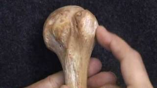 Osteology VivaUpper Limb by Ghanashyam Vaidya [upl. by Niassuh]