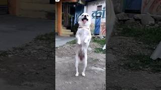 Hilarious Dogs Compilation 2 😂❤️ funny funnyanimals dog funnydogs [upl. by Arie298]